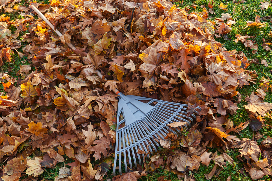 Laubharke liegt auf einem Haufen trockener Herbstblätter im Garten während der Laubarbeit.